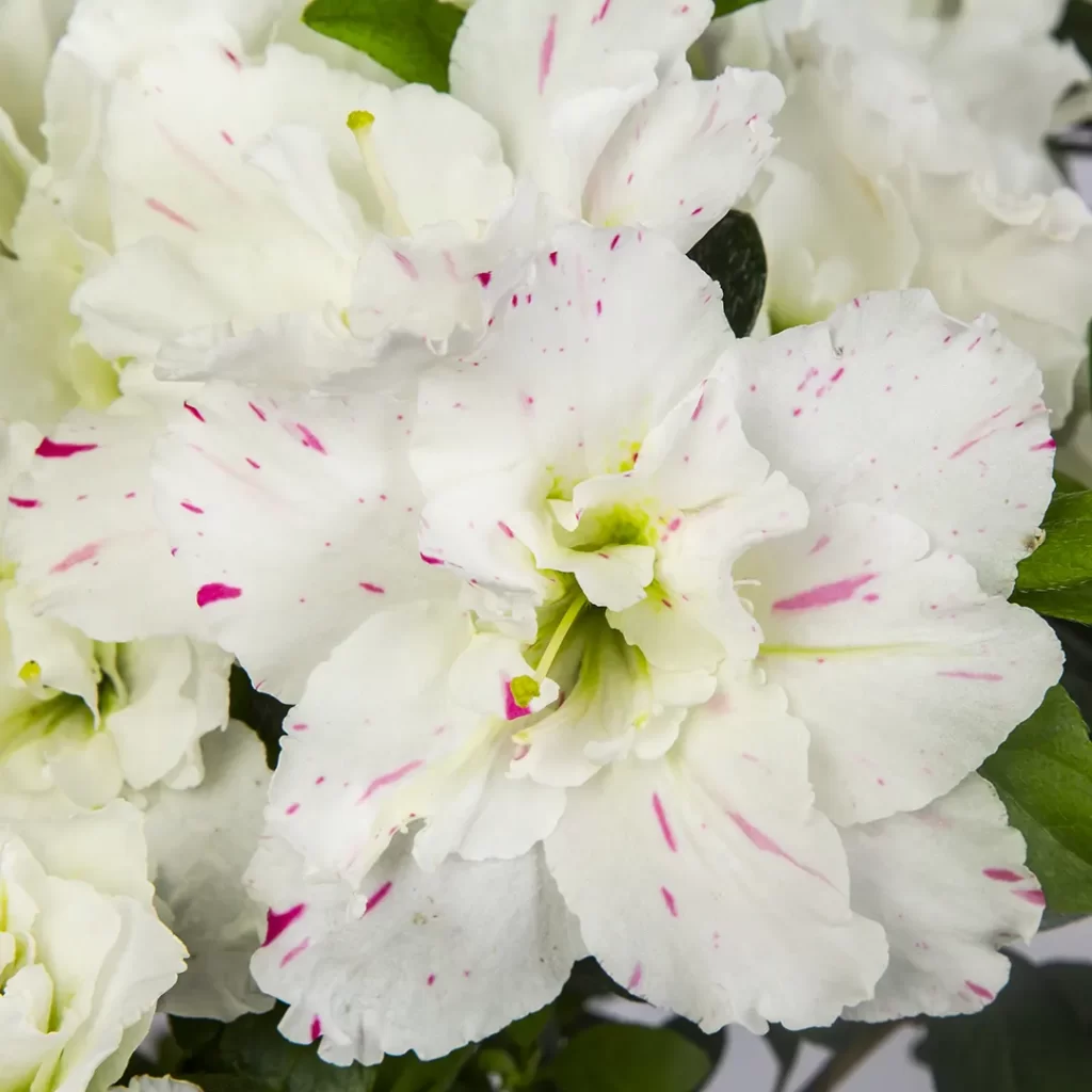عکس گلدان گل خرزهره هندی سفید کد 4890
