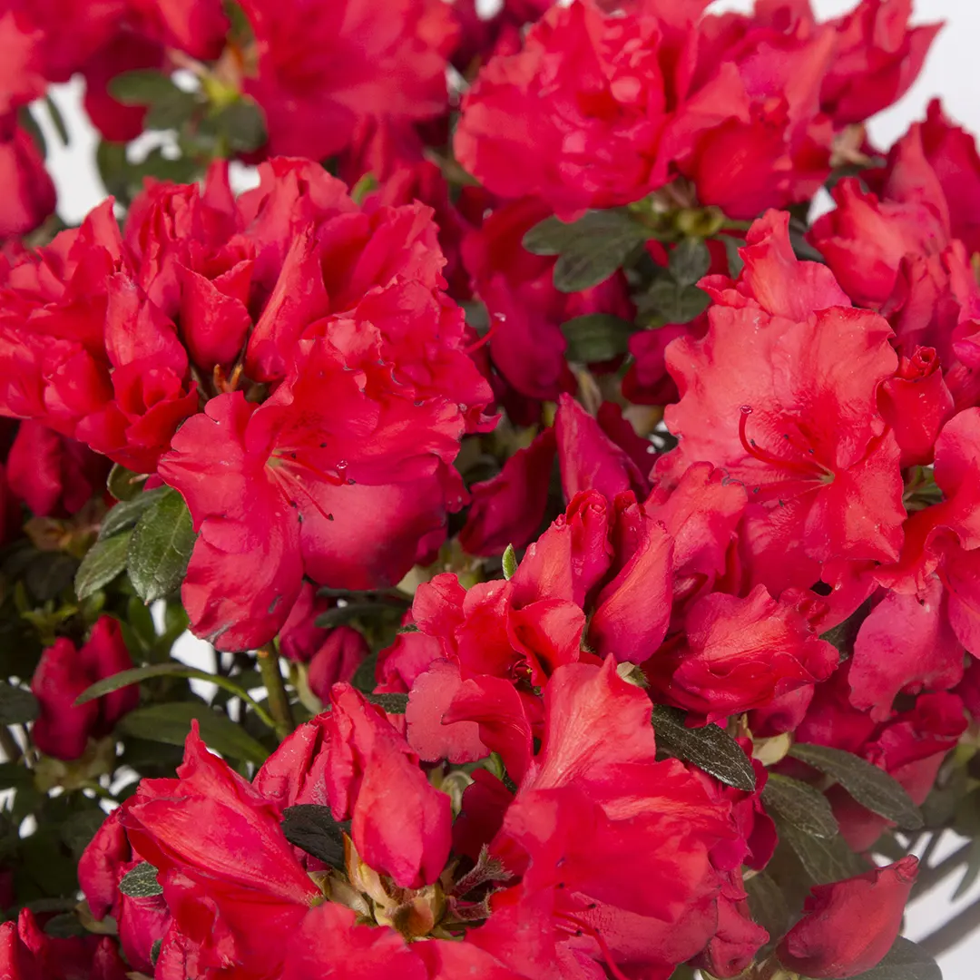 عکس گلدان گل خرزهره هندی قرمز کد 4890