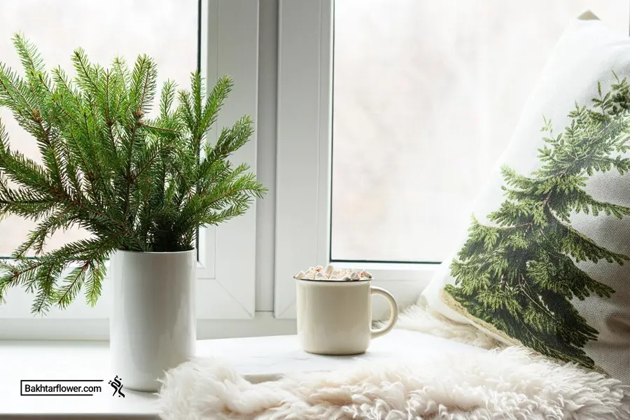 چگونه نور مناسب برای گیاهان آپارتمانی در فصل زمستان را تامین کنیم؟