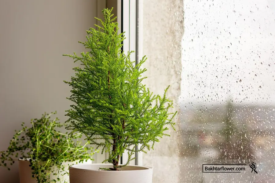 دمای مناسب برای گیاهان آپارتمانی در فصل زمستان چقدر است؟