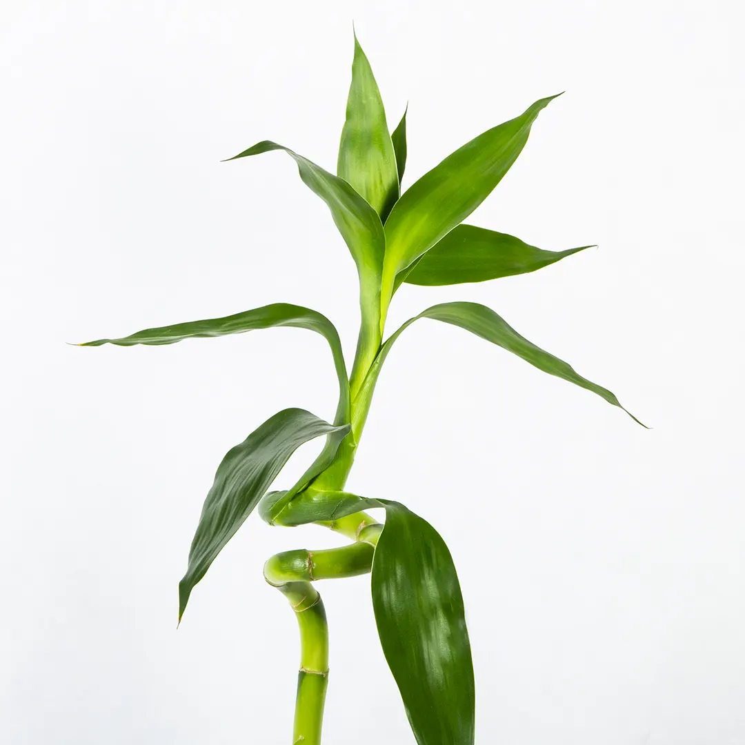عکس گیاه لاکی بامبو کد 18152