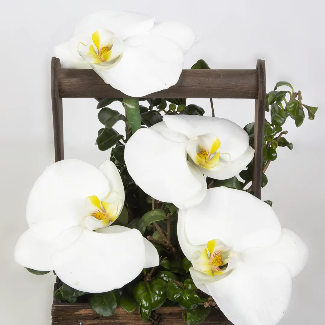 مشاهده باکس گل ارکیده سفید کد 18814