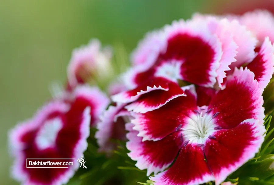 گل میخک مناسب خواستگاری Dianthus flower