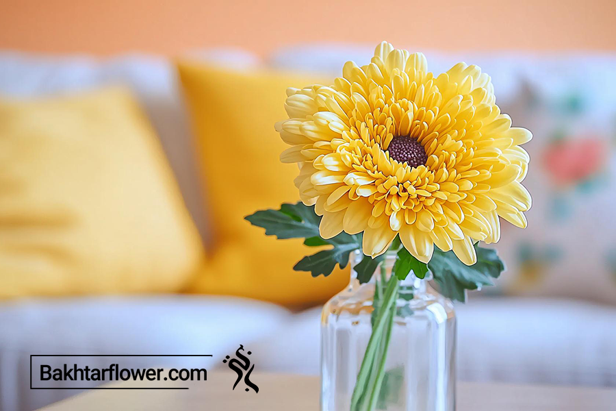 خرید گل داوودی از گلفروشی باختر