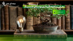 معرفی و نحوه نگهداری بونسای جنسینگ در مجله گل باختر