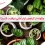 نگهداری از گیاهان آپارتمانی از مجله گل باختر 01 copy